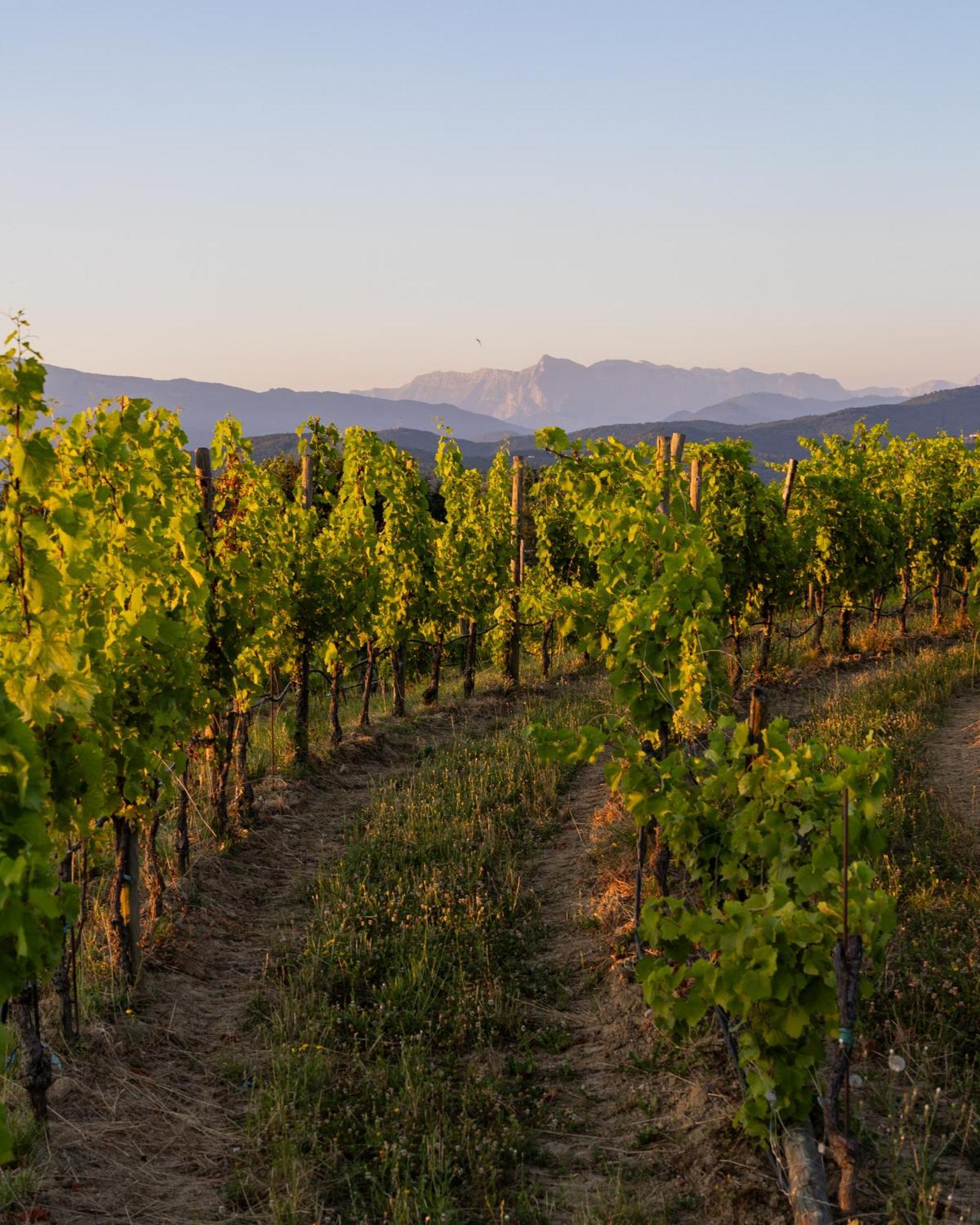 Tenuta Perusini Corno di Rosazzo Ngoại thất bức ảnh